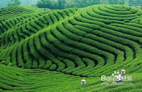 怎樣喝茶最健康