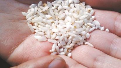 怎樣辨別大米是否發黴