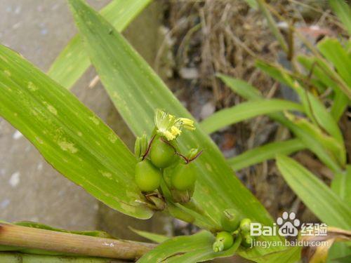 5款茵陳的食用方法