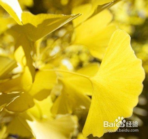 非種植季節種植銀杏的施工怎樣進行？