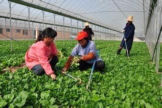 夏季秋季蔬菜怎樣保證生產安全？