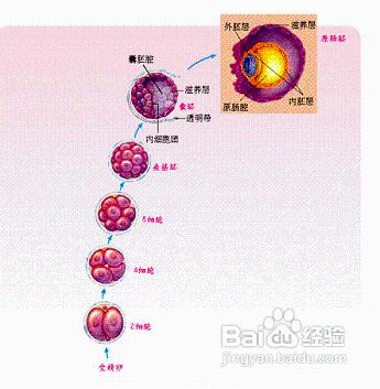 精子和卵子結合生成胎兒的全過程