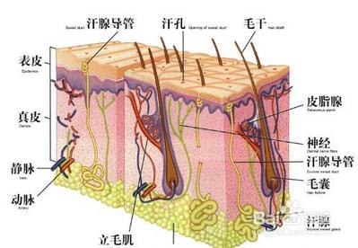 什麼脫毛膏可以永久脫毛