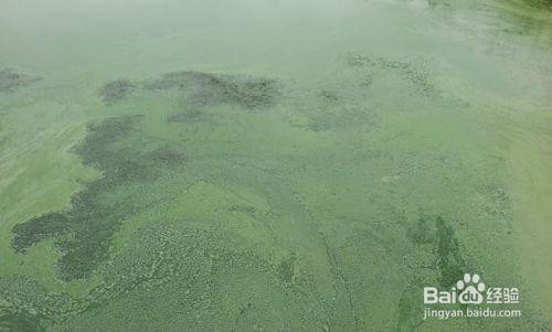 水產養殖塘調節水質、防控肥水、青苔