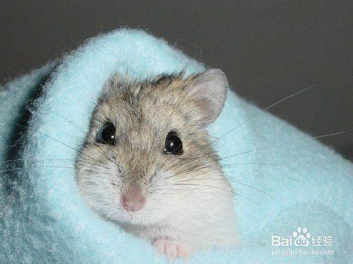 倉鼠怎麼洗澡？怎麼給倉鼠洗澡？