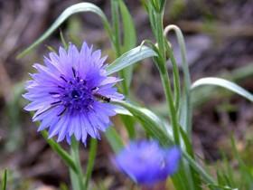 All kinds of flowers says