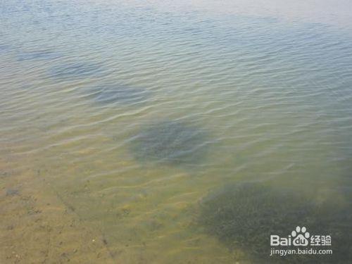 水產養殖塘調節水質、防控肥水、青苔