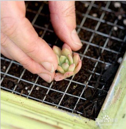 活體植物版畫製作步驟