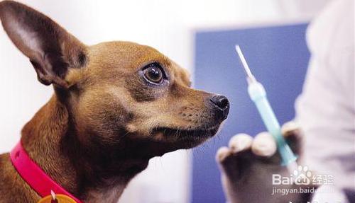 狗狗出生打疫苗嗎