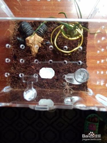 亞克力盒子飼養蜘蛛蜥蜴爬蟲箱子怎麼組裝搭起來