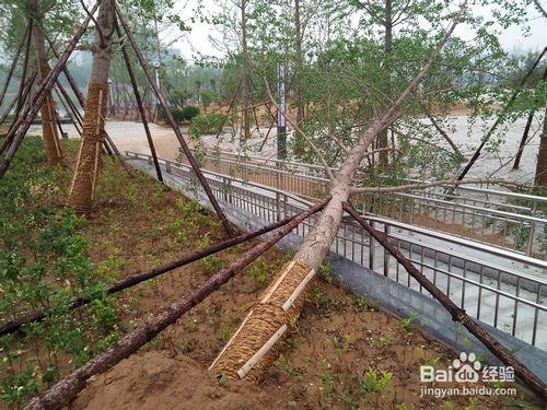 公園建設施工介紹（陸續更新）——篇章十六