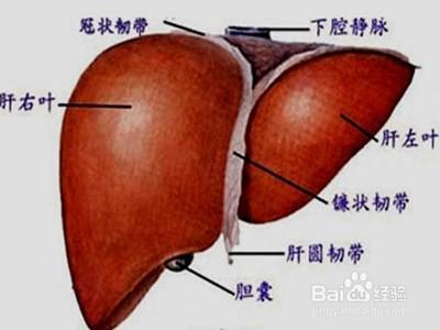 如何判斷自己肝臟有問題