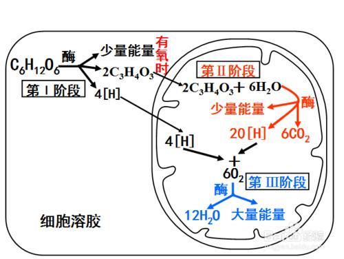 如何學習高中生物細胞呼吸