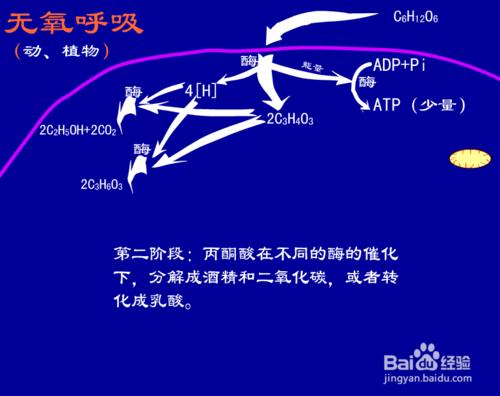 如何學習高中生物細胞呼吸