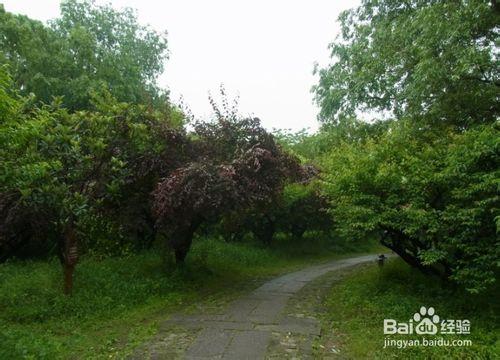 【杭州】杭州除了西湖還有西溪溼地公園值得玩