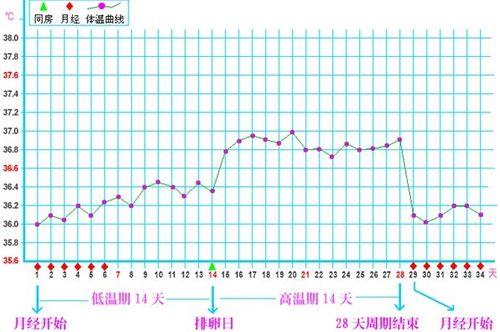 基礎體溫曲線圖