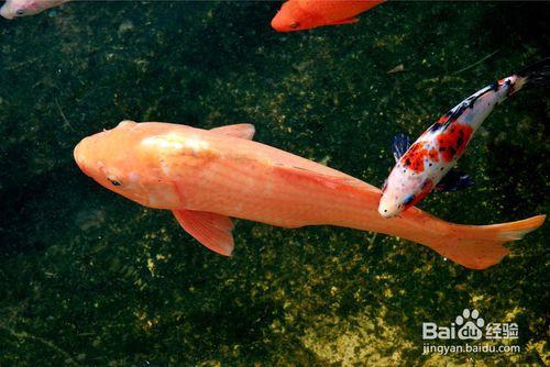 怎樣親近錦鯉魚