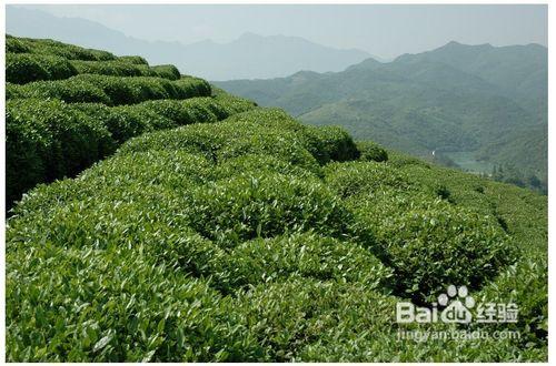 喝綠茶的壞處