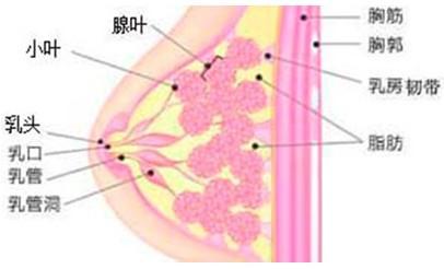 乳腺小葉增生嚴重嗎 怎麼治療