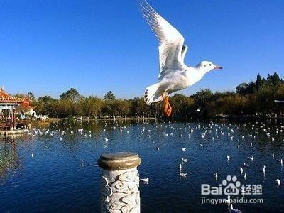 雲南跟團旅遊景點、注意事項