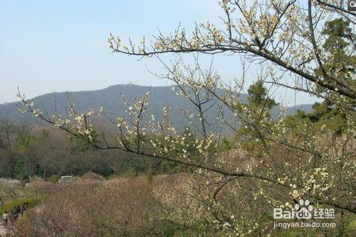 最值得去的賞花之處-----南京梅花山