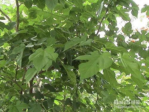 怎麼治療不花錢脫髮掉髮