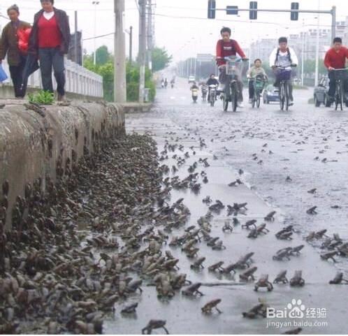 如何根據動物反應預測地震