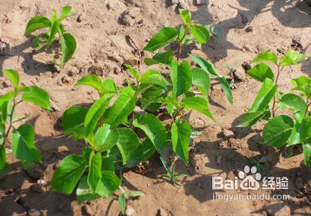 怎樣種植櫻桃