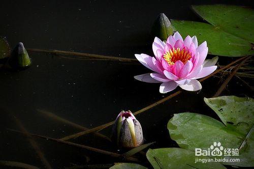 睡蓮怎麼養殖的方法