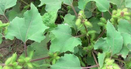 戶外吃野菜要注意常見有毒野菜