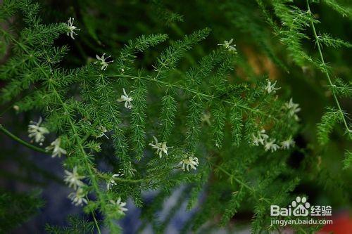 怎樣防止文竹枝葉變黃