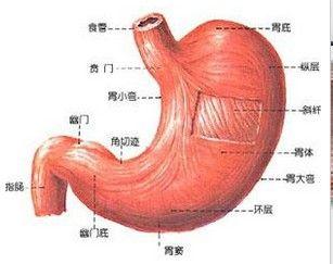 胃酸多不能吃什麼