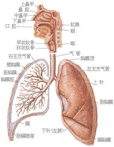 超詳細手掌穴點陣圖解