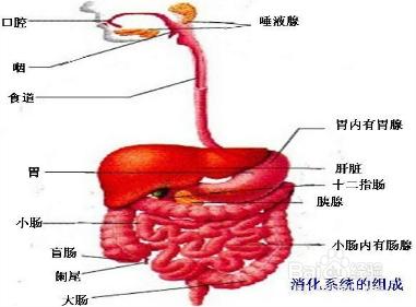 天冷吃火鍋你得\\\&quot;火鍋病\\\&quot;了嗎