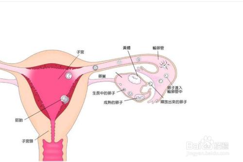 導致女生無法懷孕的原因有哪些？