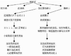 你知道什麼是缺鐵性貧血嗎