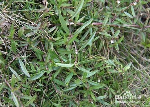 怎麼用白花蛇舌草