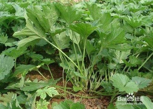 怎麼用白花蛇舌草