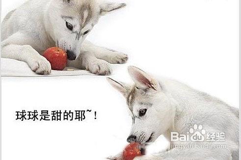 狗狗是否可以吃水果？