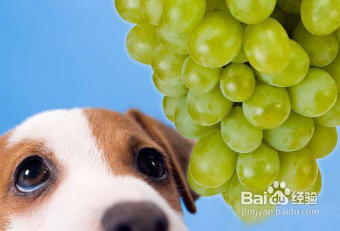 狗狗是否可以吃水果？