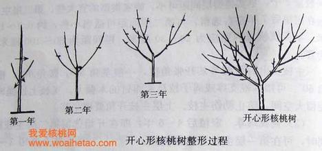 核桃樹修剪技術