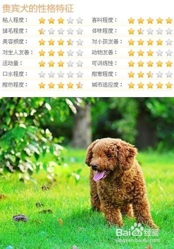 怎樣選購泰迪犬