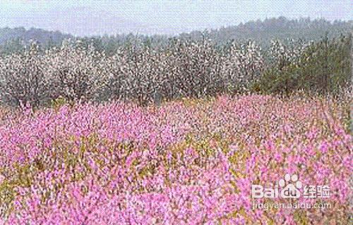 廬山桃花源漂流