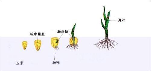 怎樣分辨玉米種子質量好壞：[2]間接法