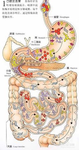 消化系統不好怎麼辦