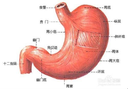 消化系統不好怎麼辦