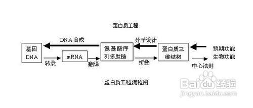 蛋白質對毛髮的作用