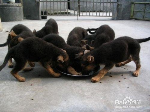 德國牧羊犬幼犬的飼養經驗