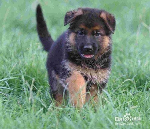 德國牧羊犬幼犬的飼養經驗