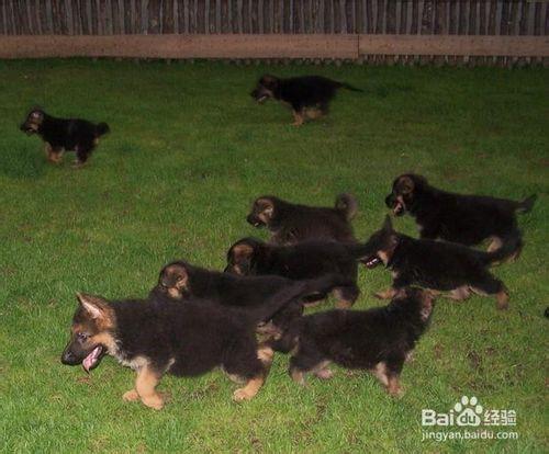 德國牧羊犬幼犬的飼養經驗